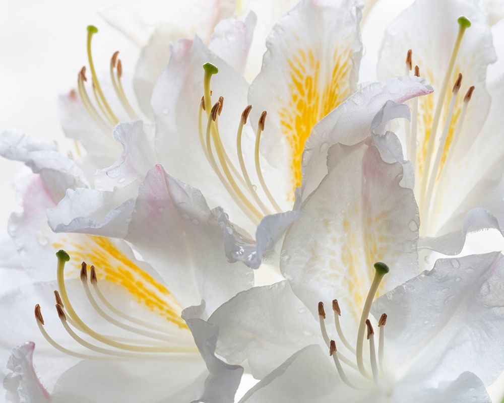 Washington State-Seabeck White Azalea #2